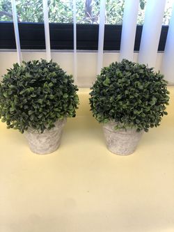 Set of 2 topiary plants