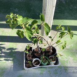Brown Turkey Fig Trees.        ( Árbol  De Higo )