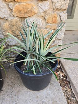 3 Pineapple Plants