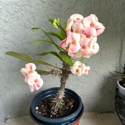 Crown Of  Thorns  Plant 