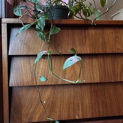 Large Swiss cheese plant / Monstera Adansonii