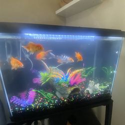 Fish tank for sale