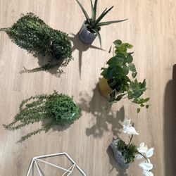 Decorative Plants 