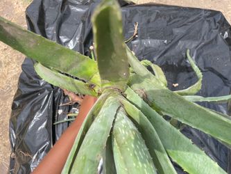 Aloe Vera Plants