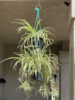 Spider plant double hanging