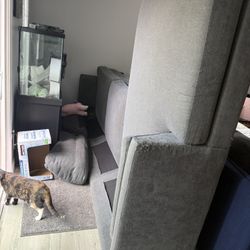 free costco couch 