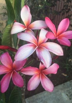 Plumeria