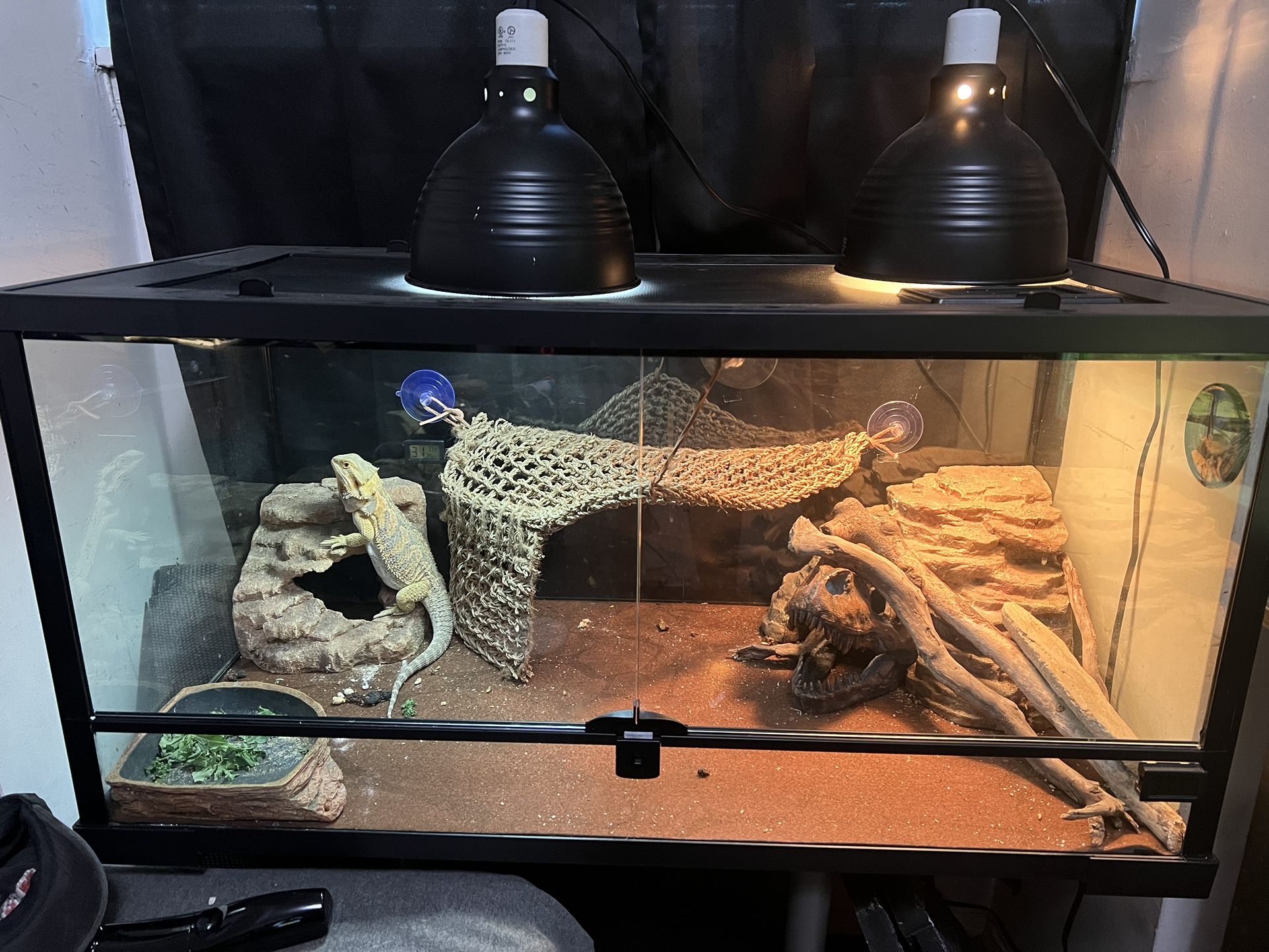 Bearded Dragon Setup 