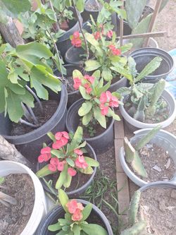 Corona De Cristo A  8 Cada Una 