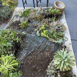 Free Succulents Rooted And Cuttings