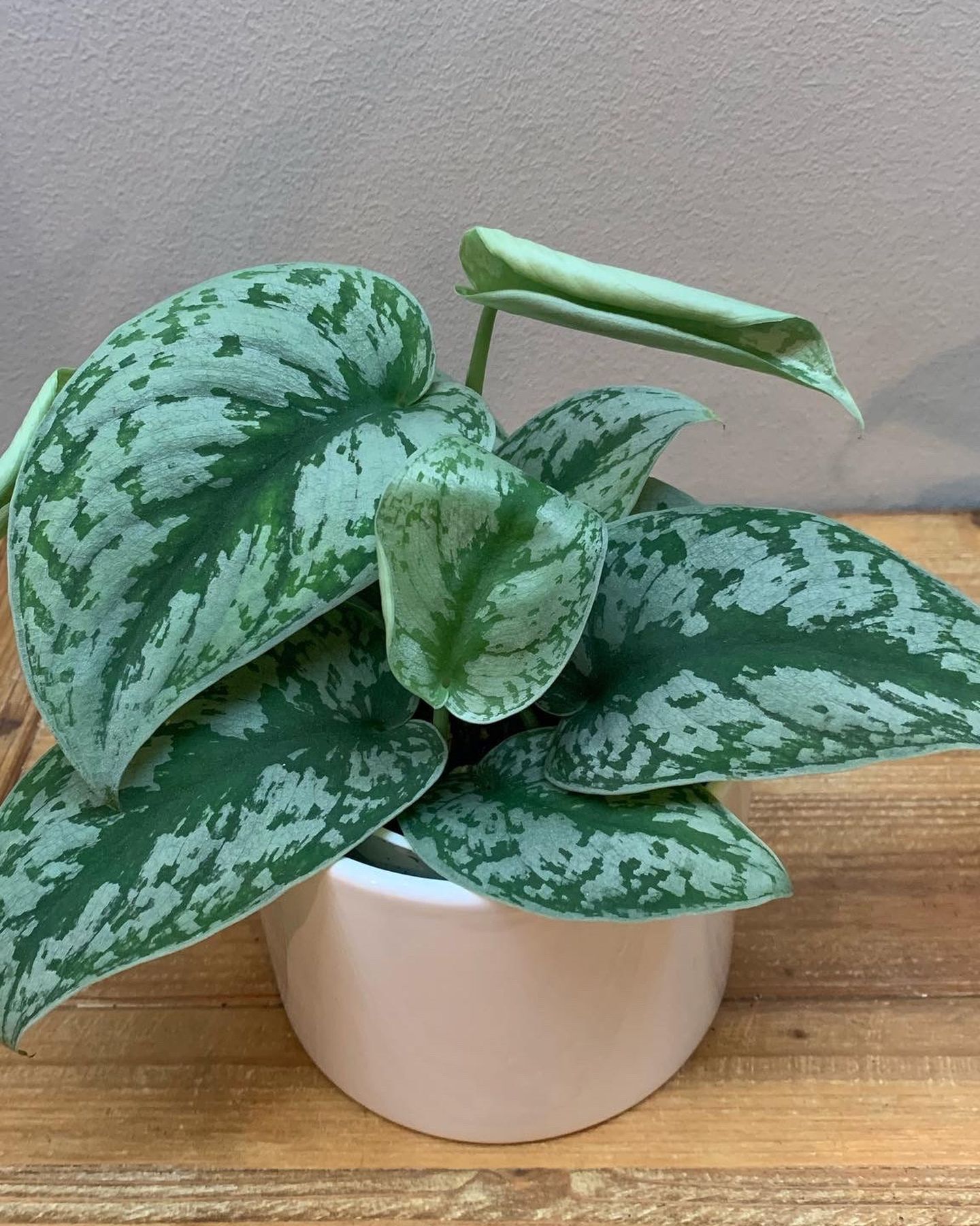 Silver Pothos 4” Pot