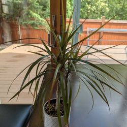 DRACAENA MARGINATA