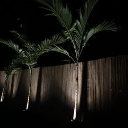 Christmas Palms Installation 