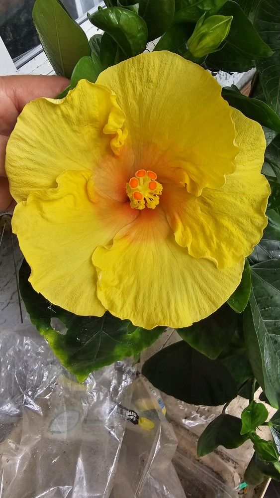 Yellow-orange Hibiscus Flower Live Plant, Rooted