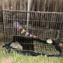 Dog Cage
