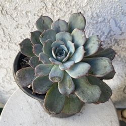 1 Gallon Pot Succulent Plant - Rare Echeveria Laulensis - Rooted & Established Plant- Drought resistant - 🪴 