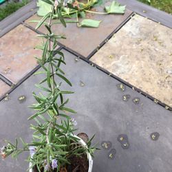 Rosemary 