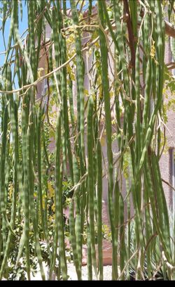 Moringa seed pods