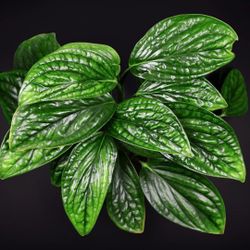 Rare Aroid Monstera Peru Galaxy Green Plant/ House Plant/ Indoor Plant Flower Patio Garden 