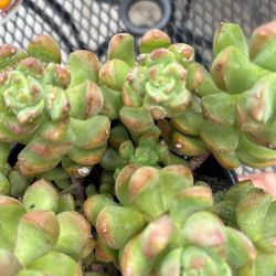 Succulents  in 1 gallon pot $5