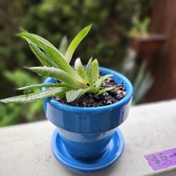 Garden Plant Succulent In Small Cute Pot 
