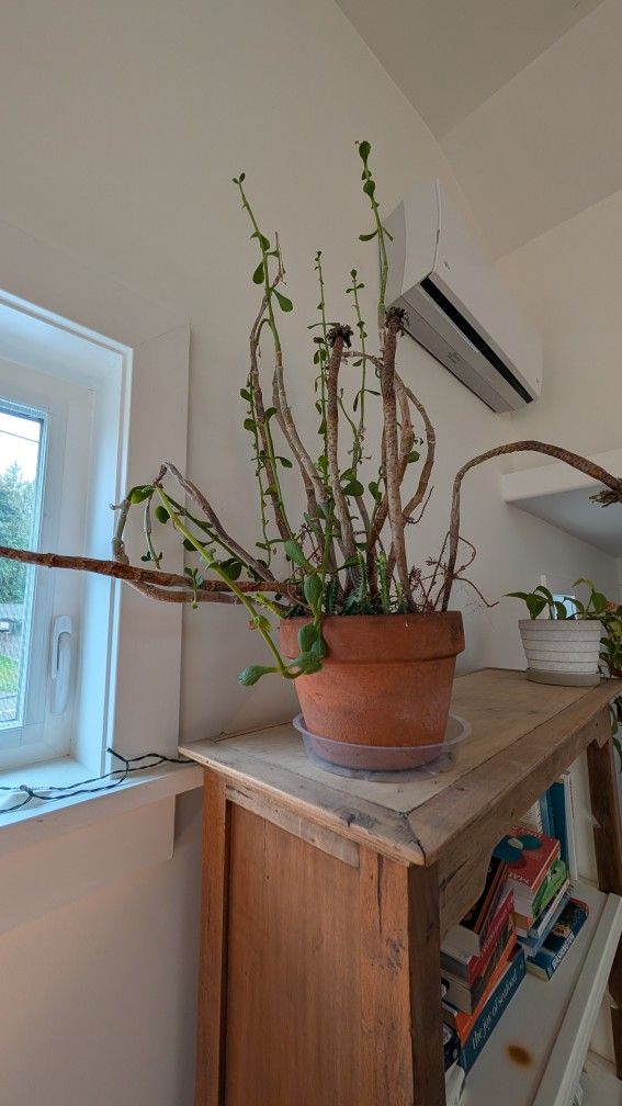 Jade? Plant