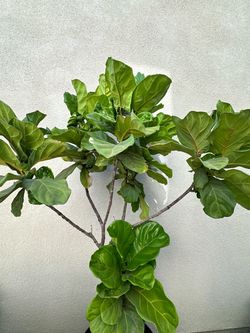 Fiddle Leaf Fig