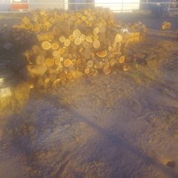 Mesquite Firewood