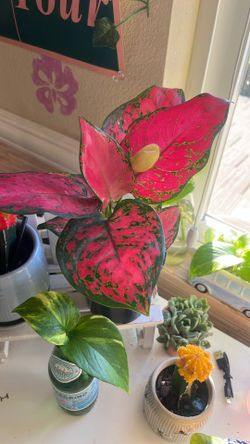 Chinese Evergreen Plant 