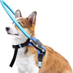 Blind Dog Halo