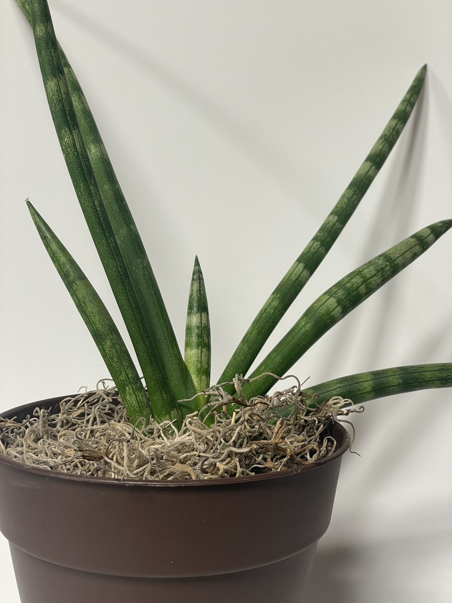 Succulent