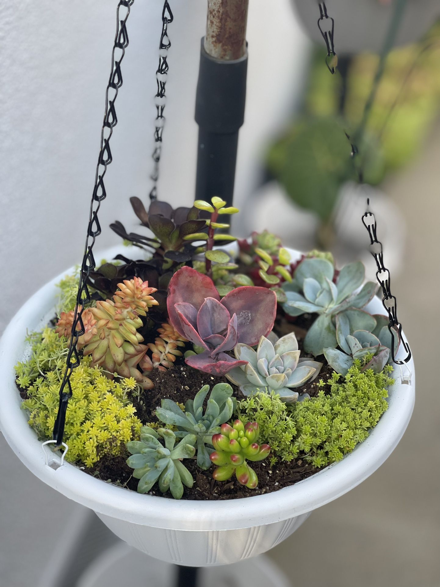 Succulent Hanging Baskets 