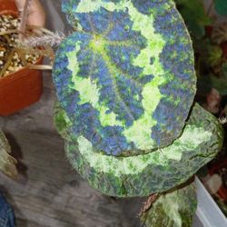 Begonia Sizemoreae
