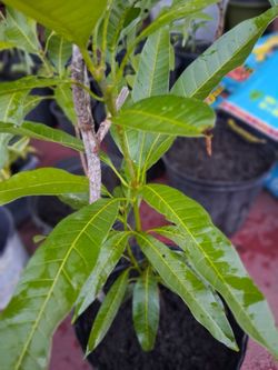Healthy Mango Tree