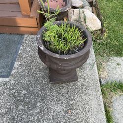 Cement Flower Pot