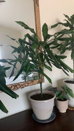 Dracaena Janet Craig with Pot