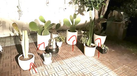 4 Large Pots w/plants