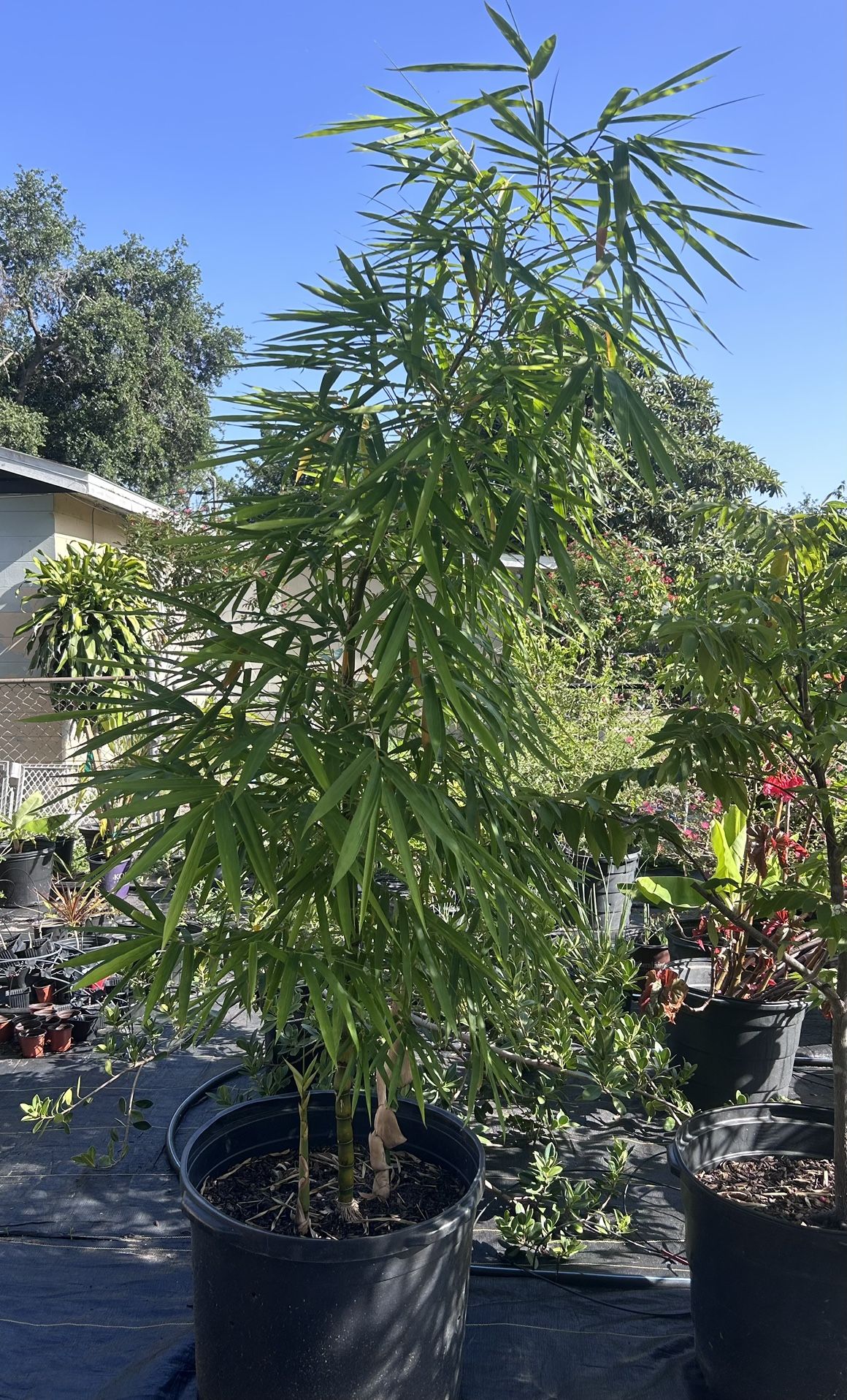 Buddha Belly Bamboo