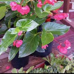 ¡Floreciente! Begonia viva “ala de dragón” roja