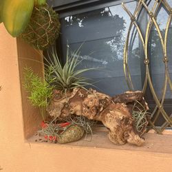 Air Plant Arraignment