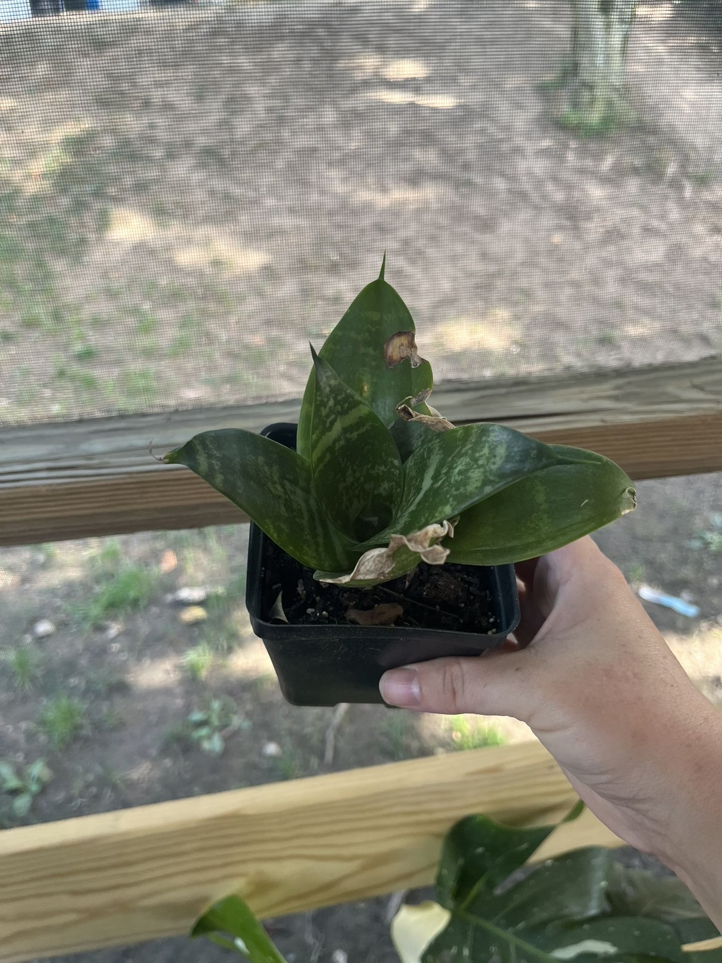 Sansevieria Plant 3