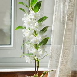 Dendrobium Keiki 