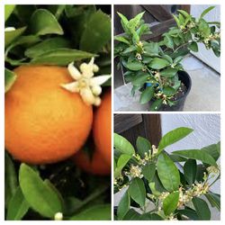 Fruiting Dwarf Washington Navel Orange Citrus Orange Tree 5 Gallon Pot