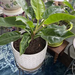 Philodendron Plant, Pot And Stand