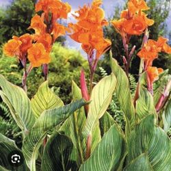 ×3 tropicana plant bulbs