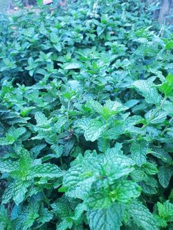 Fresh Lemon Grass & Peppermint&Ruda