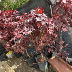 Japanese Maple Blood Good