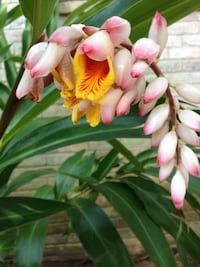 Colorful Shell Ginger Stems