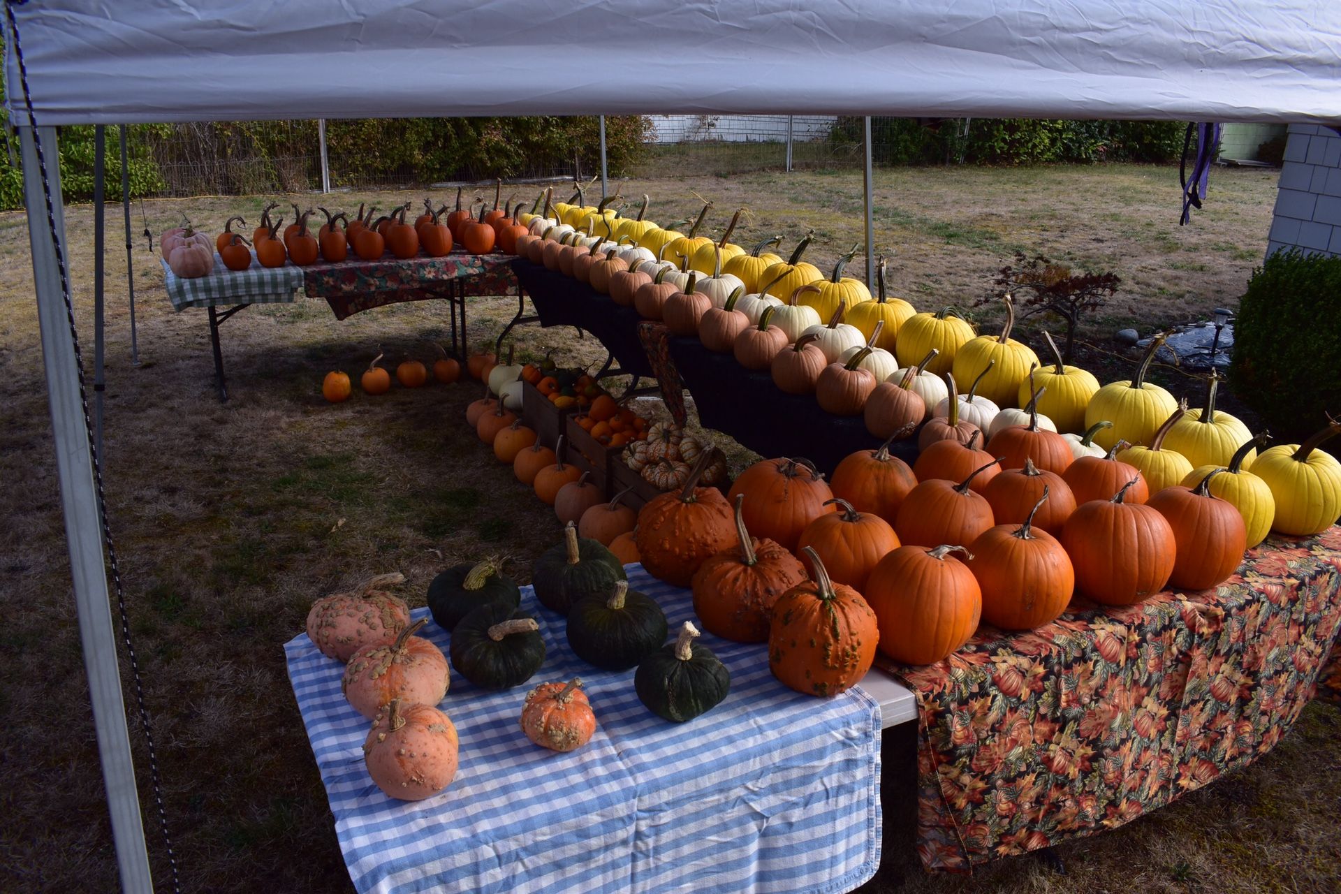 Halloween Fall Pumpkin Stand Open Weekends In October!