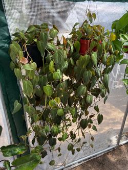 Philodendron Micans, $25 each